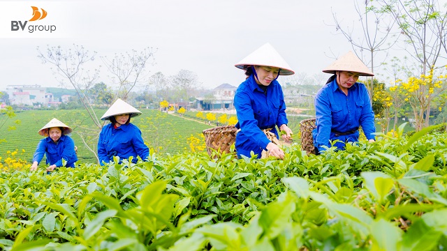 CHÈ MỸ LÂM – TỪ HƯƠNG VỊ ĐẤT LÀNH VƯƠN XA THẾ GIỚI