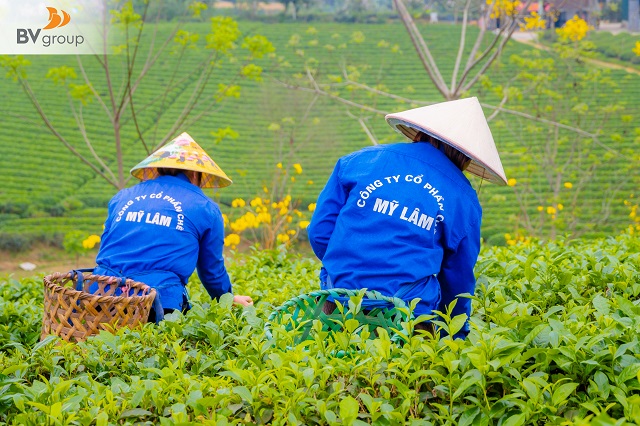 CHÈ MỸ LÂM – VÙNG ĐẤT CỦA HY VỌNG CHO MỘT NỀN NÔNG NGHIỆP SẠCH, NHÂN VĂN VÀ BỀN VỮNG