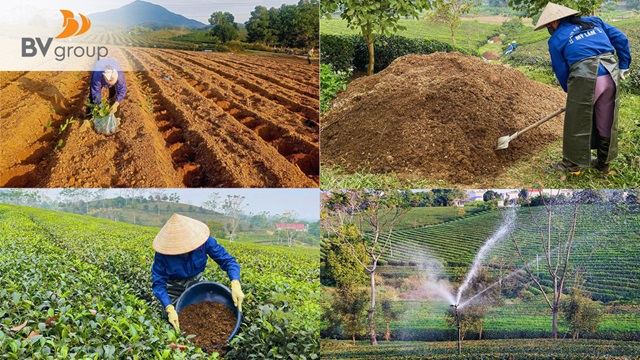 TRÀ MỸ LÂM – TỪ VÙNG CHÈ CHUẨN HÓA ĐẾN CON ĐƯỜNG HỘI NHẬP BỀN VỮNG